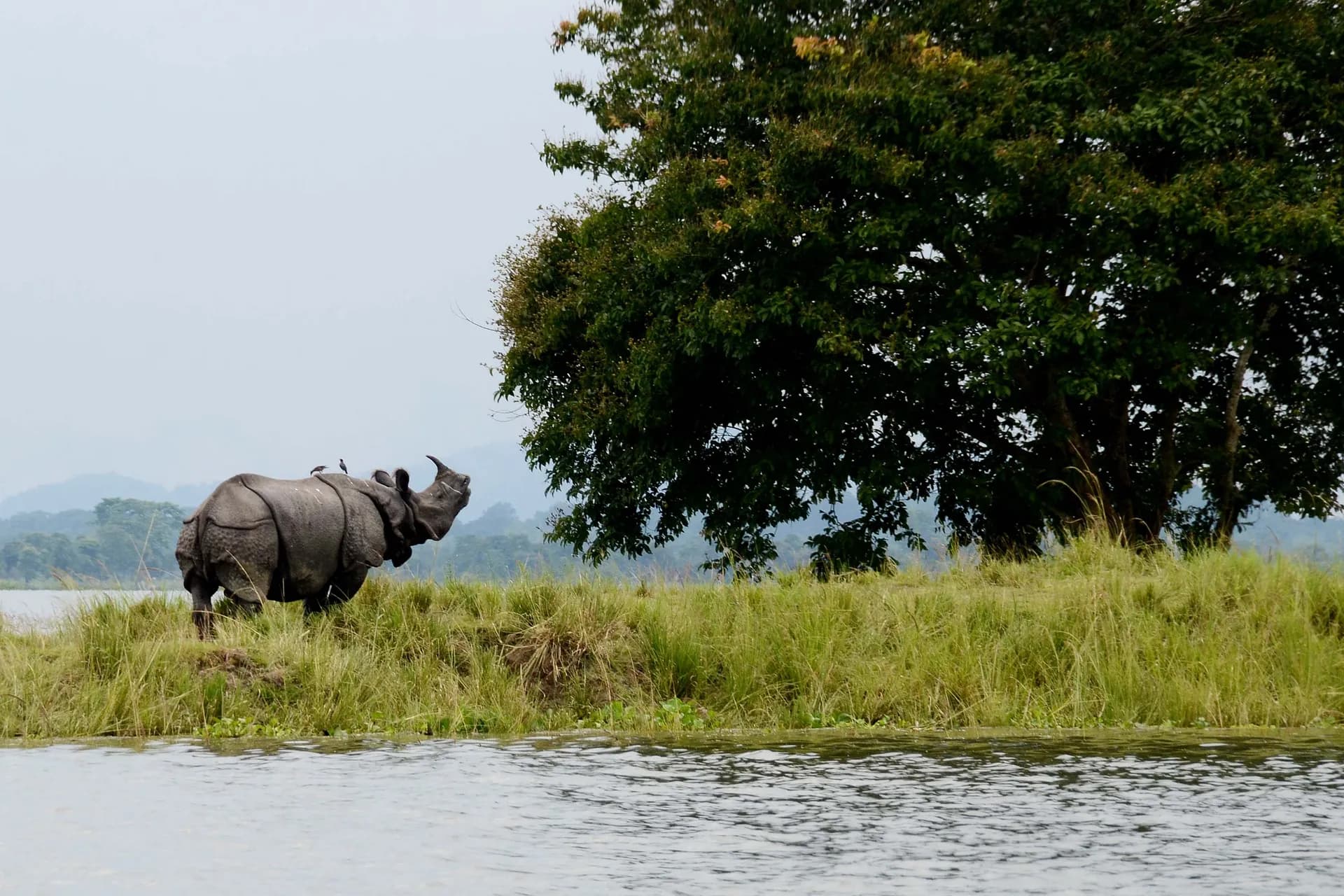 Kaziranga National Park Guide — Rhino Safari & Wildlife