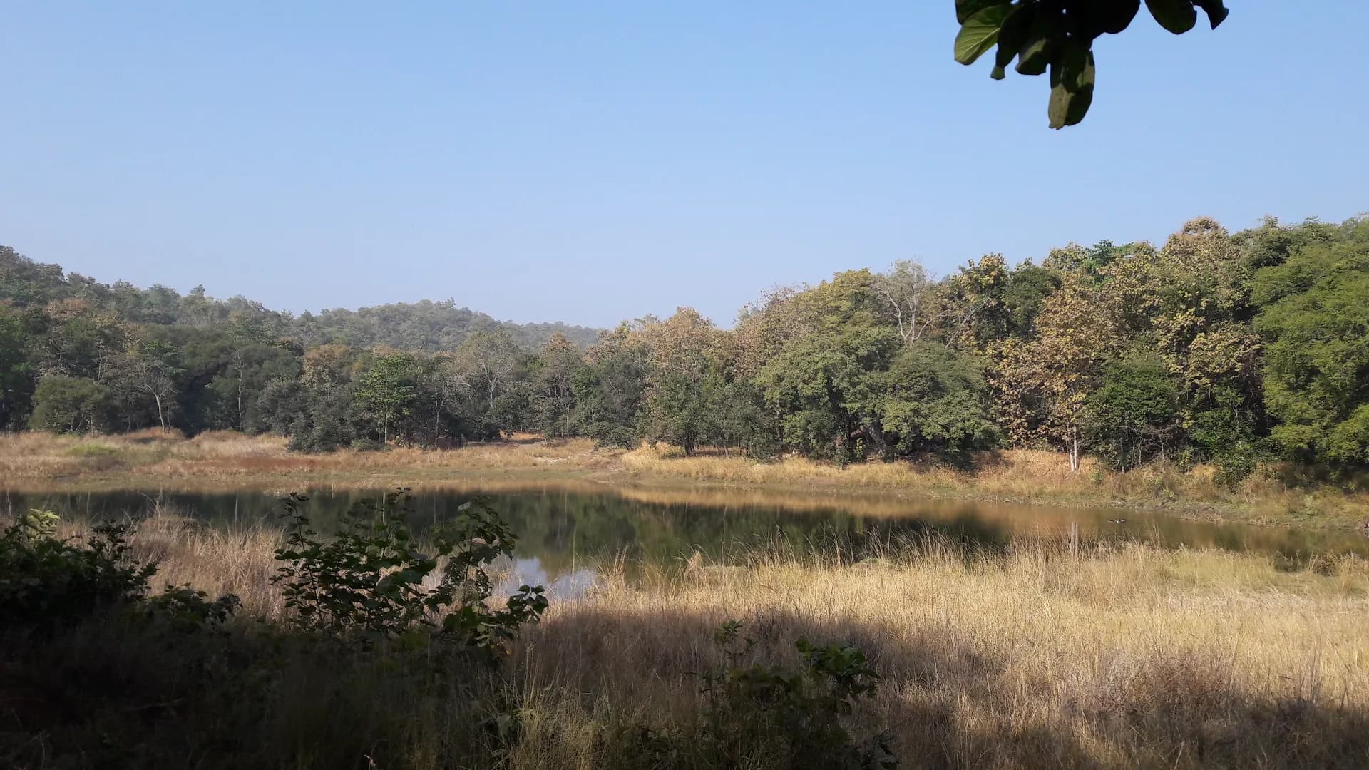 Things to Do in Pench National Park — Jungle Book Safari Guide