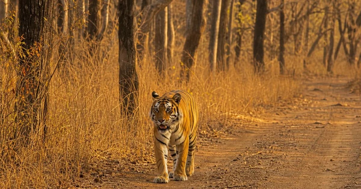 Tadoba Tiger Reserve Travel Guide — Safaris & Cab Routes