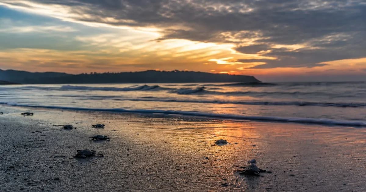 Velas Turtle Festival Guide — Olive Ridley Hatchlings in Konkan